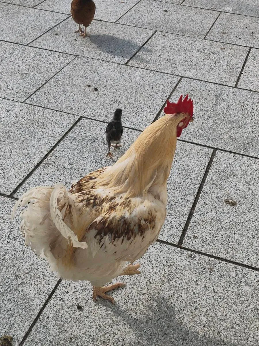Chickens - Image 1