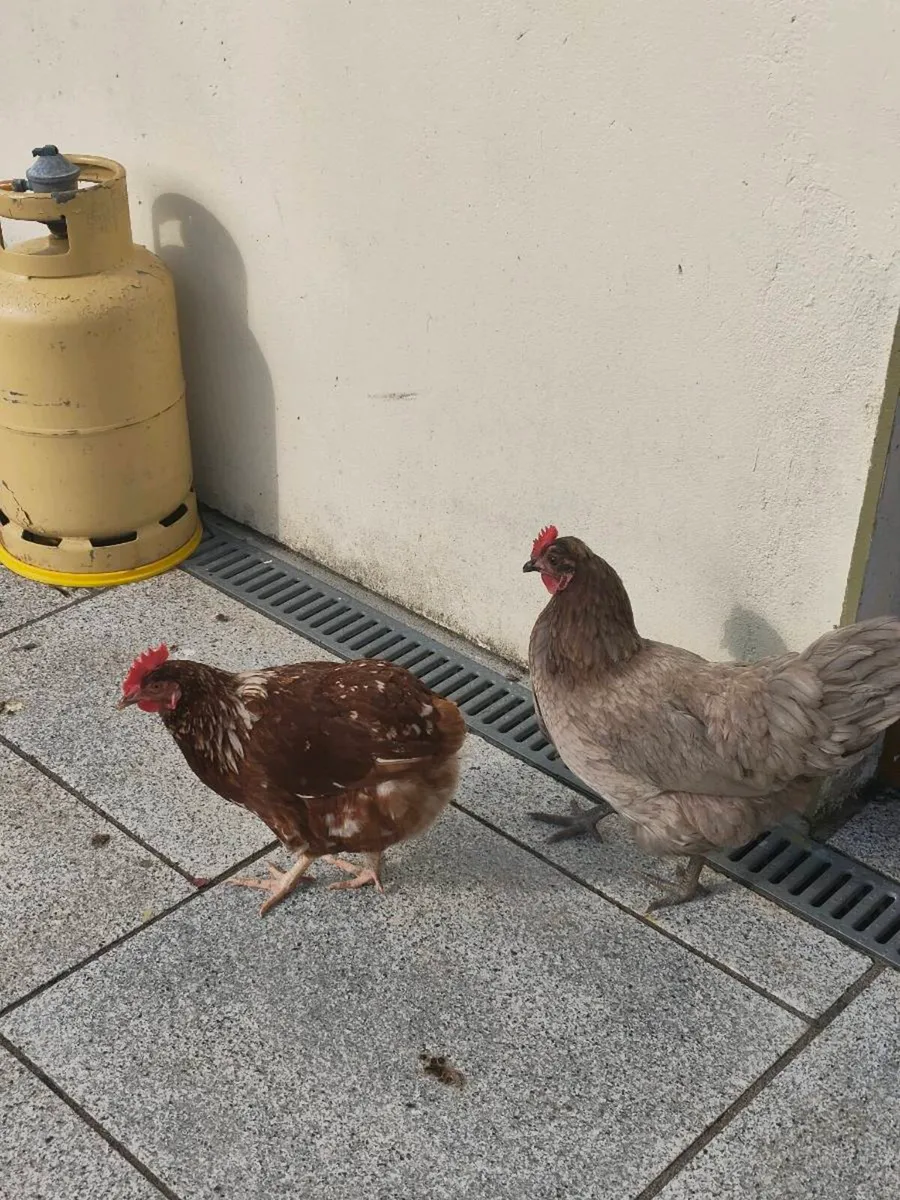Chickens - Image 3