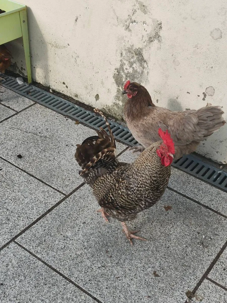 Chickens - Image 4