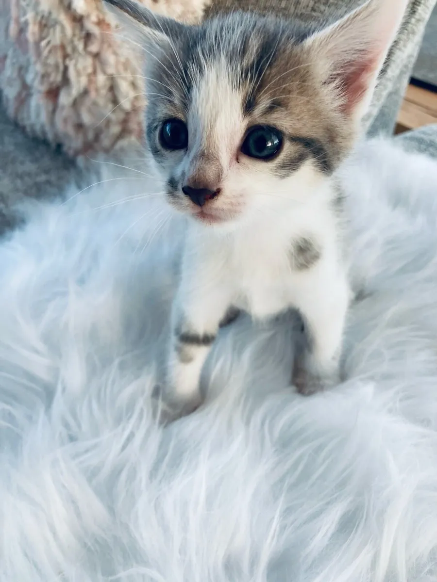 Turkish Angora mix kittens - Image 3