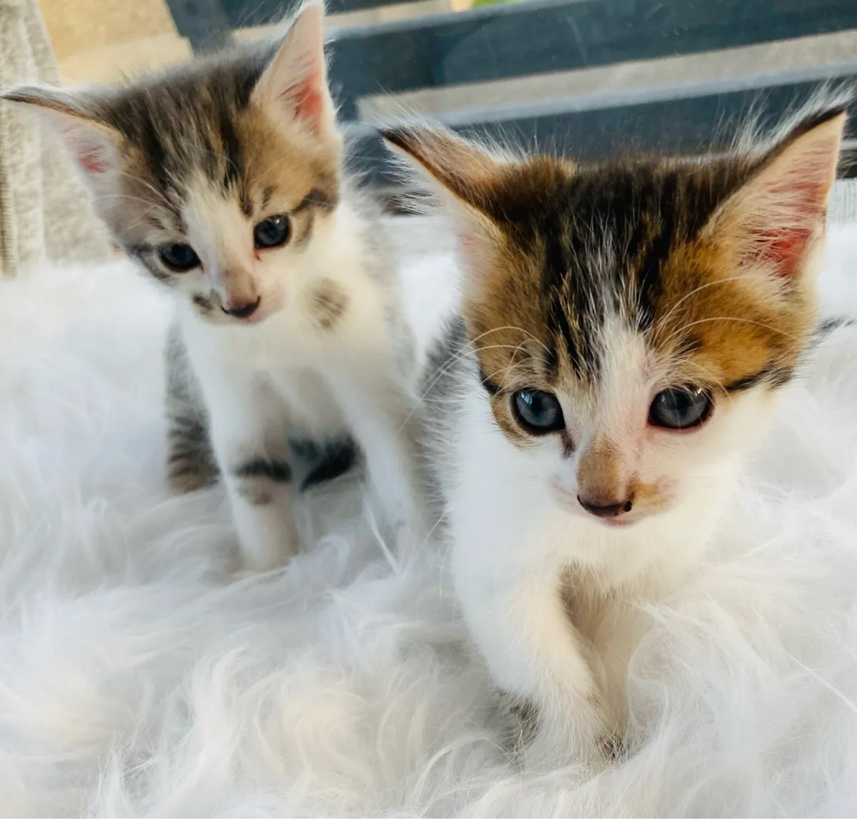 Turkish Angora mix kittens - Image 1