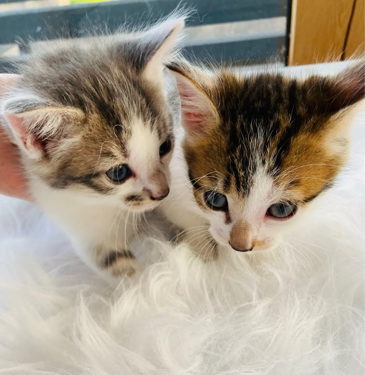 Turkish Angora mix kittens - Image 2
