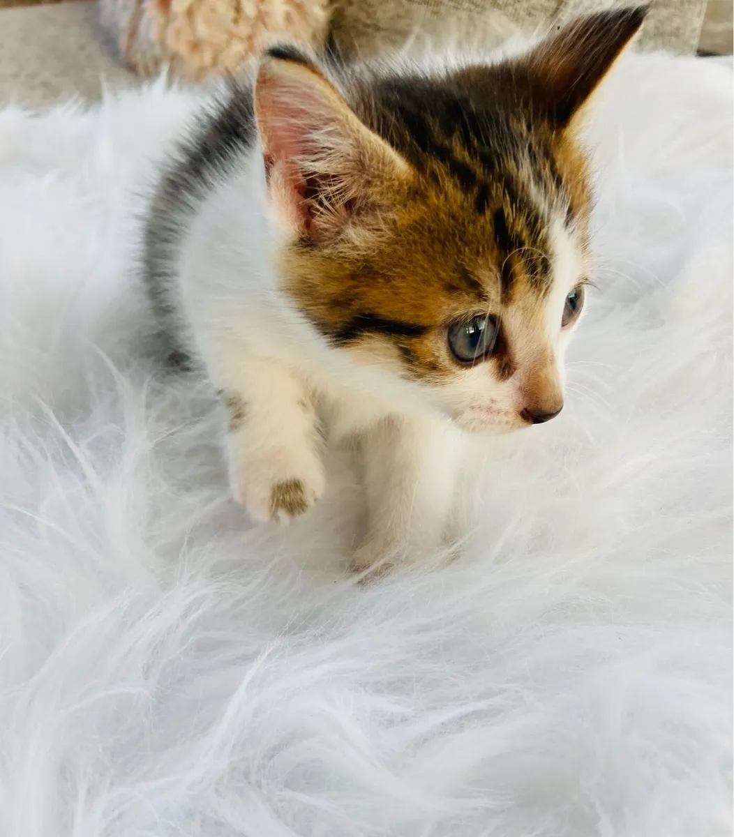Turkish Angora mix kittens - Image 4