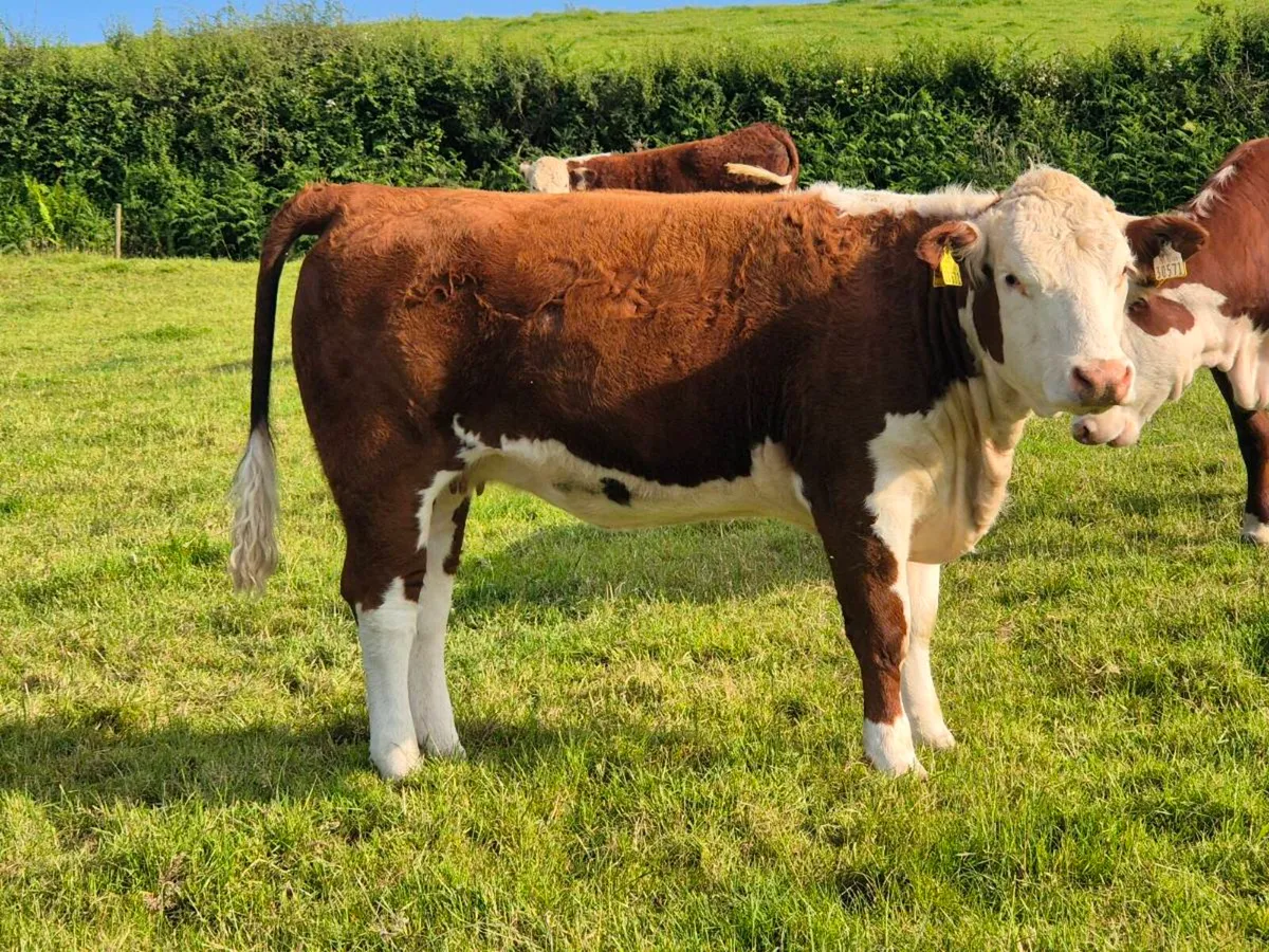 Pedigree Hereford Heifers - Image 1