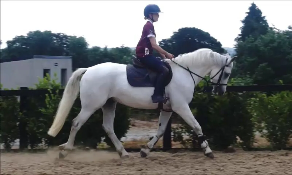 🌟 Quality Connemara Gelding 🌟 - Image 3