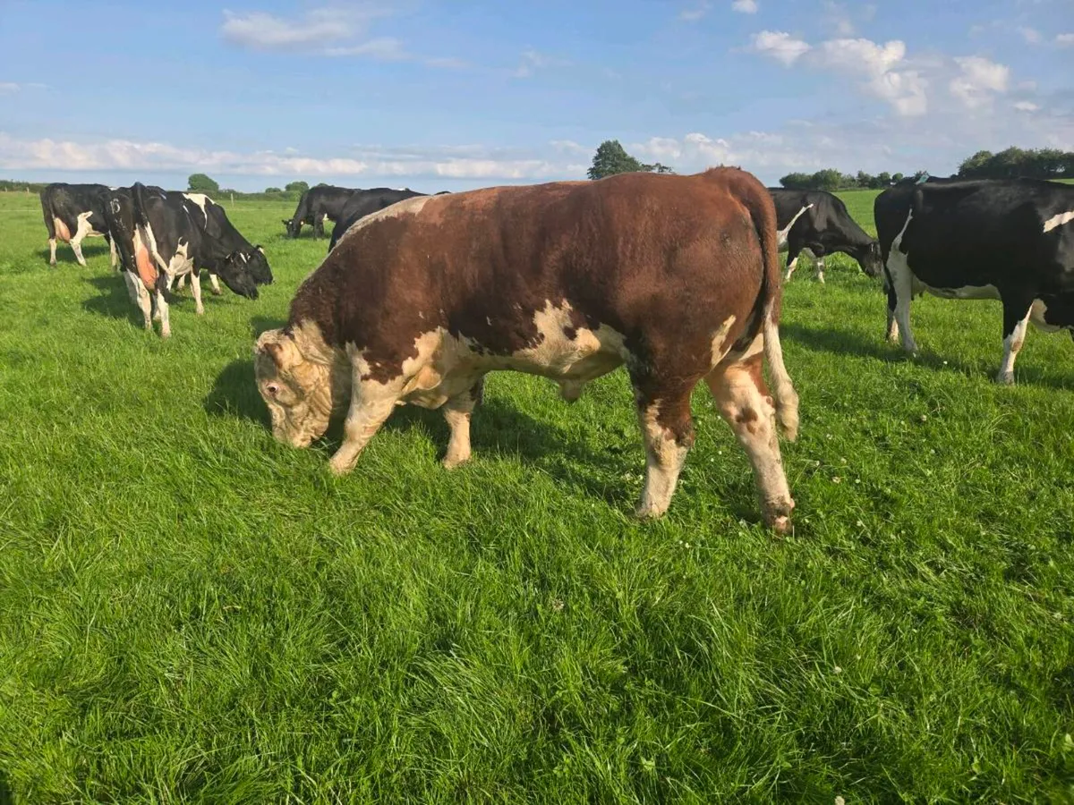 ⭐️ 5  Star Pedigree Hereford Bull From Show Herd - Image 1