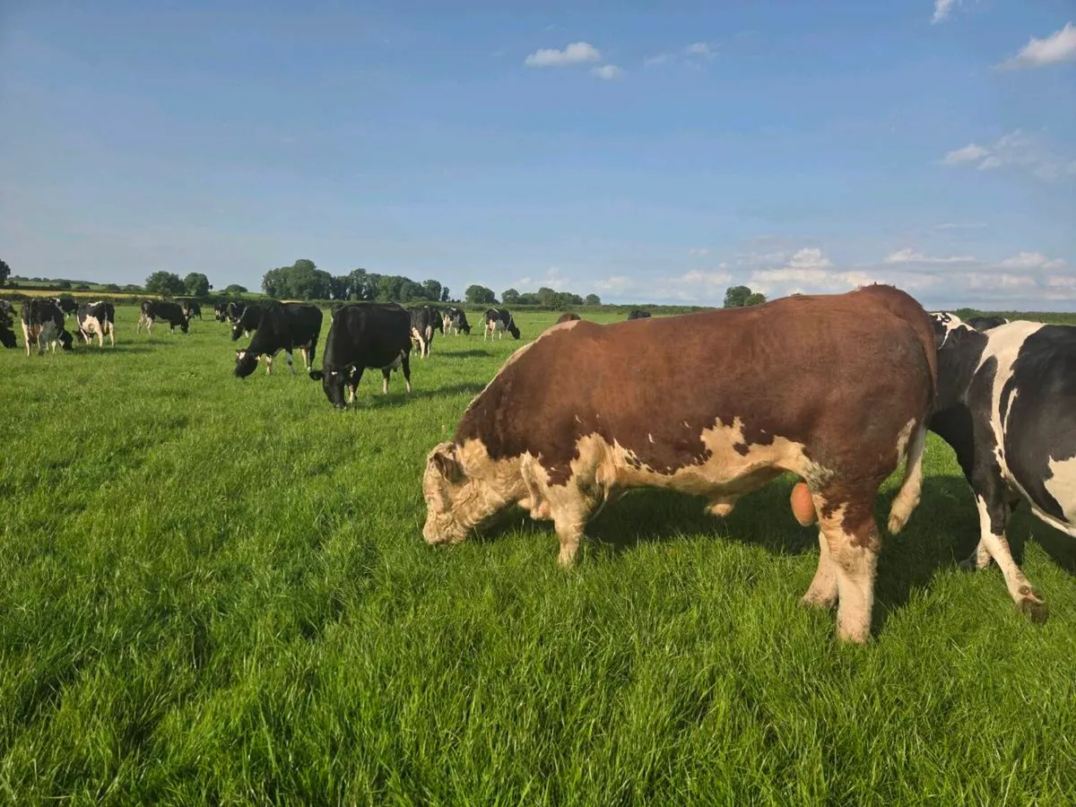 ⭐️ 5  Star Pedigree Hereford Bull From Show Herd - Image 4