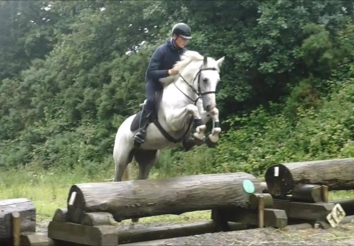 🌟 Quality Connemara Gelding 🌟 - Image 4