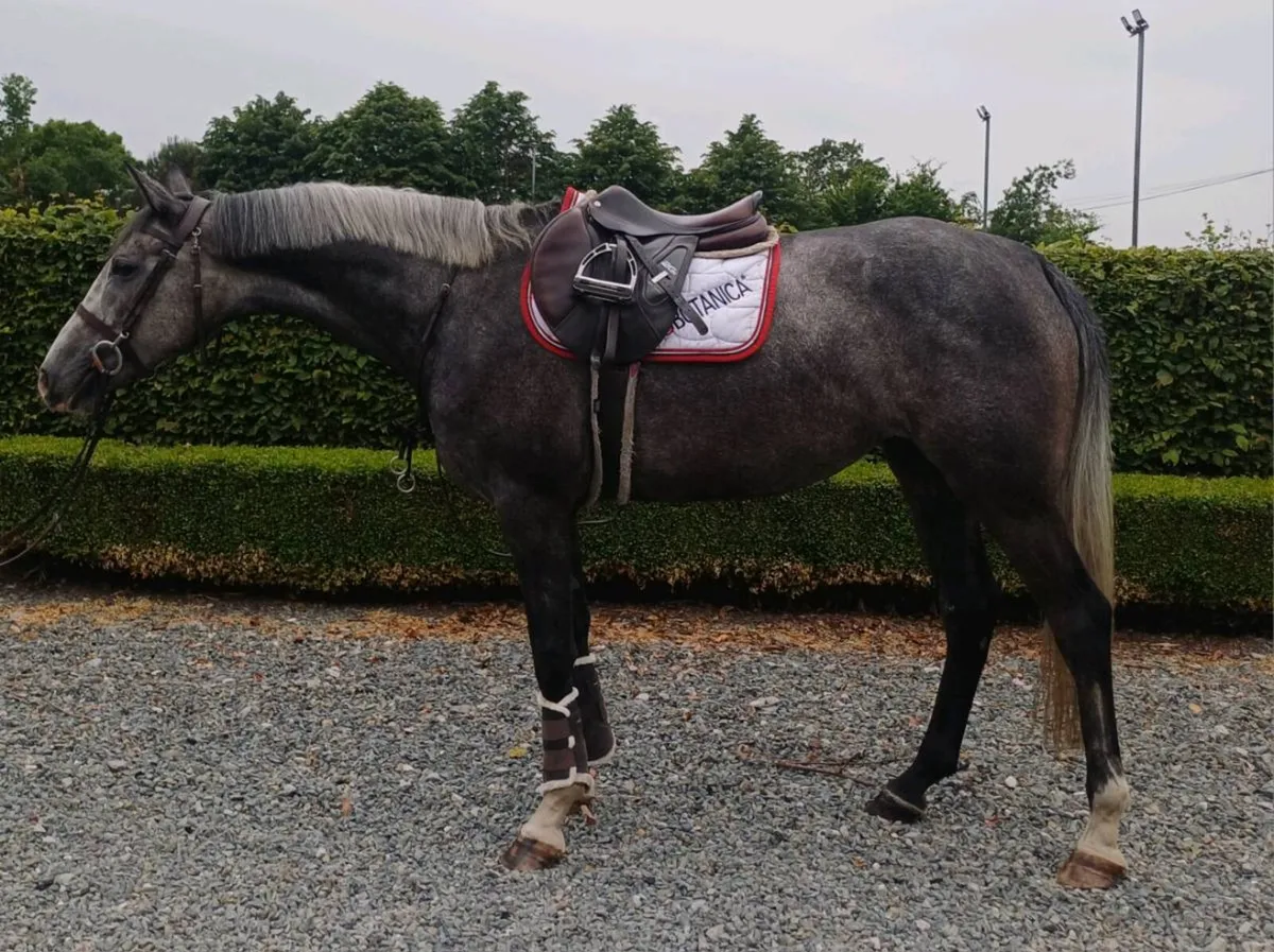 4yr old filly - Image 1