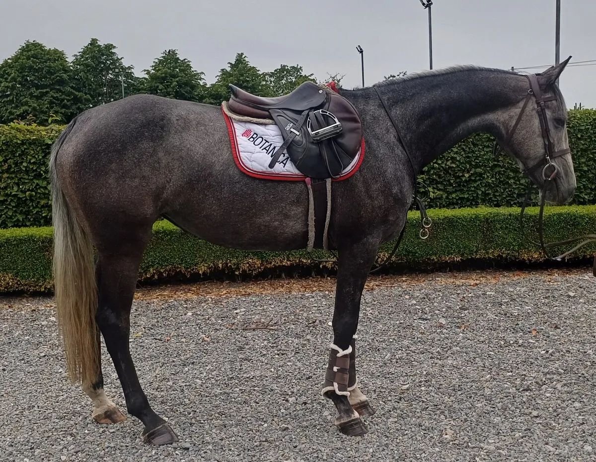 4yr old filly - Image 2