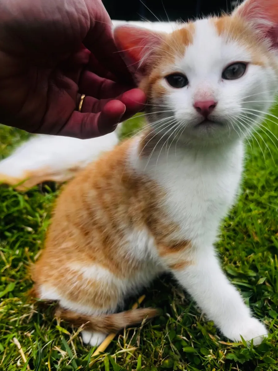 Kittens - Image 3