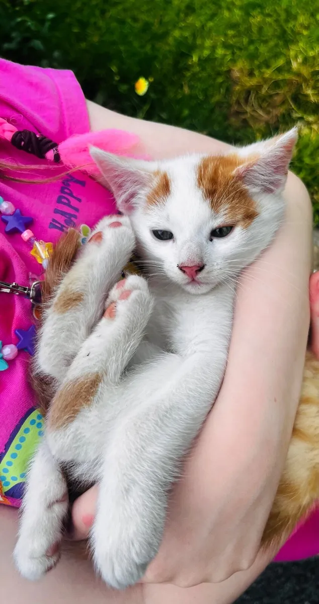 Kittens - Image 4