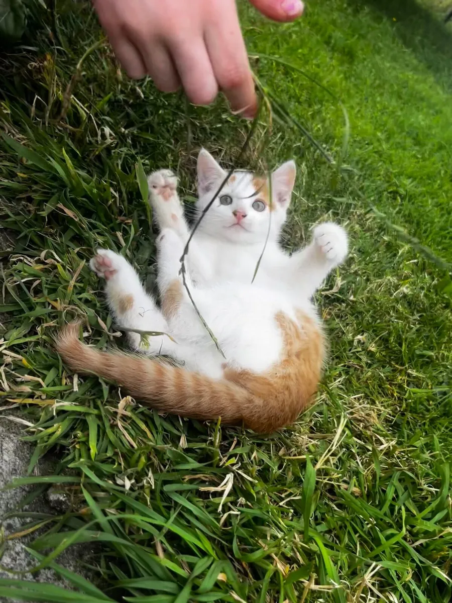 Kittens - Image 1