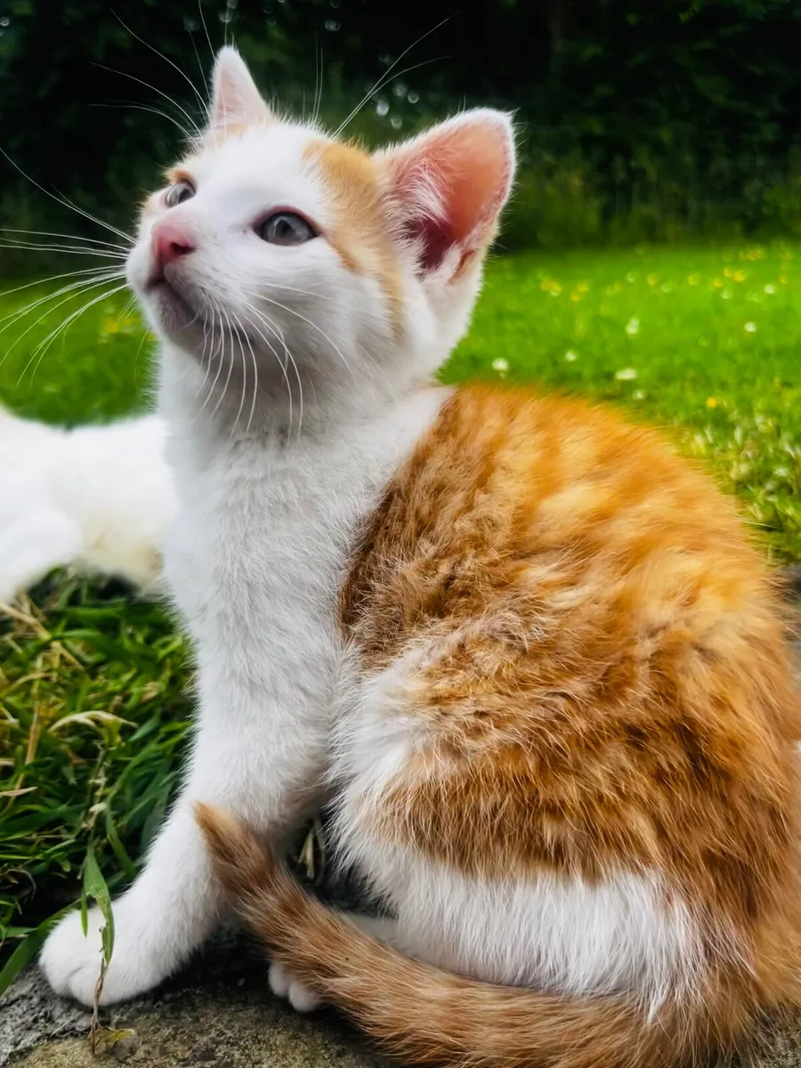 Kittens - Image 2