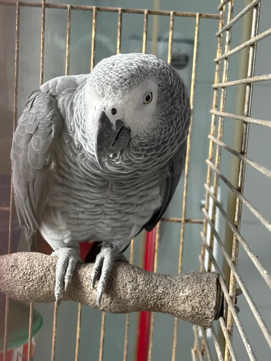 African grey parrot - Image 1