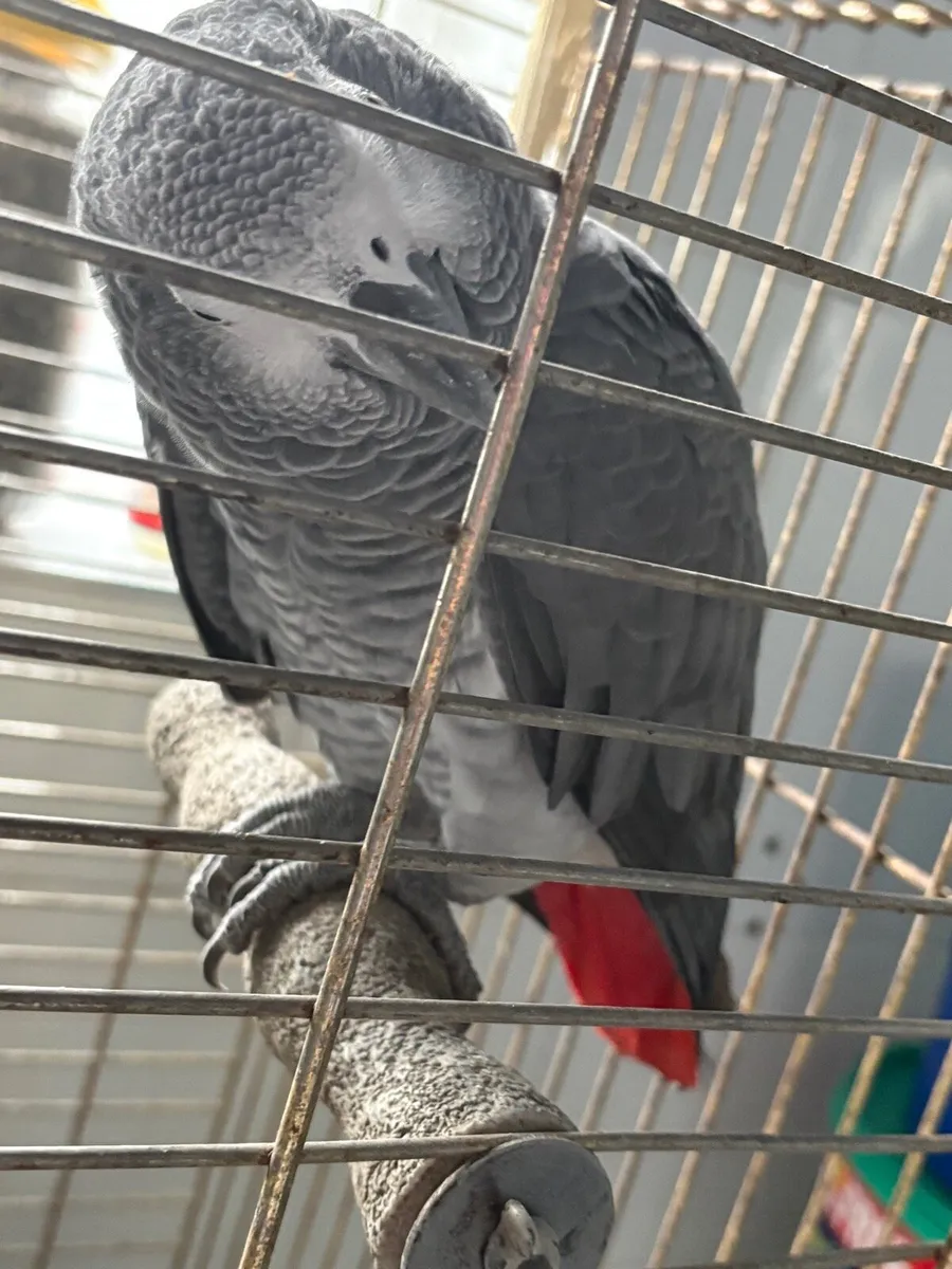 African grey parrot - Image 2