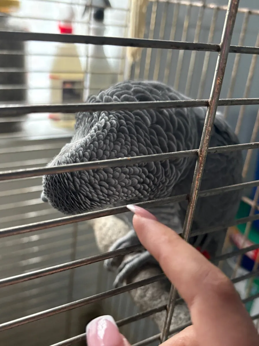 African grey parrot - Image 3