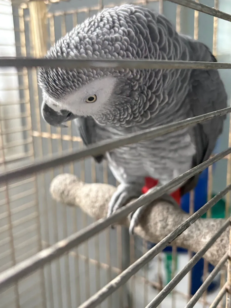 African grey parrot - Image 4