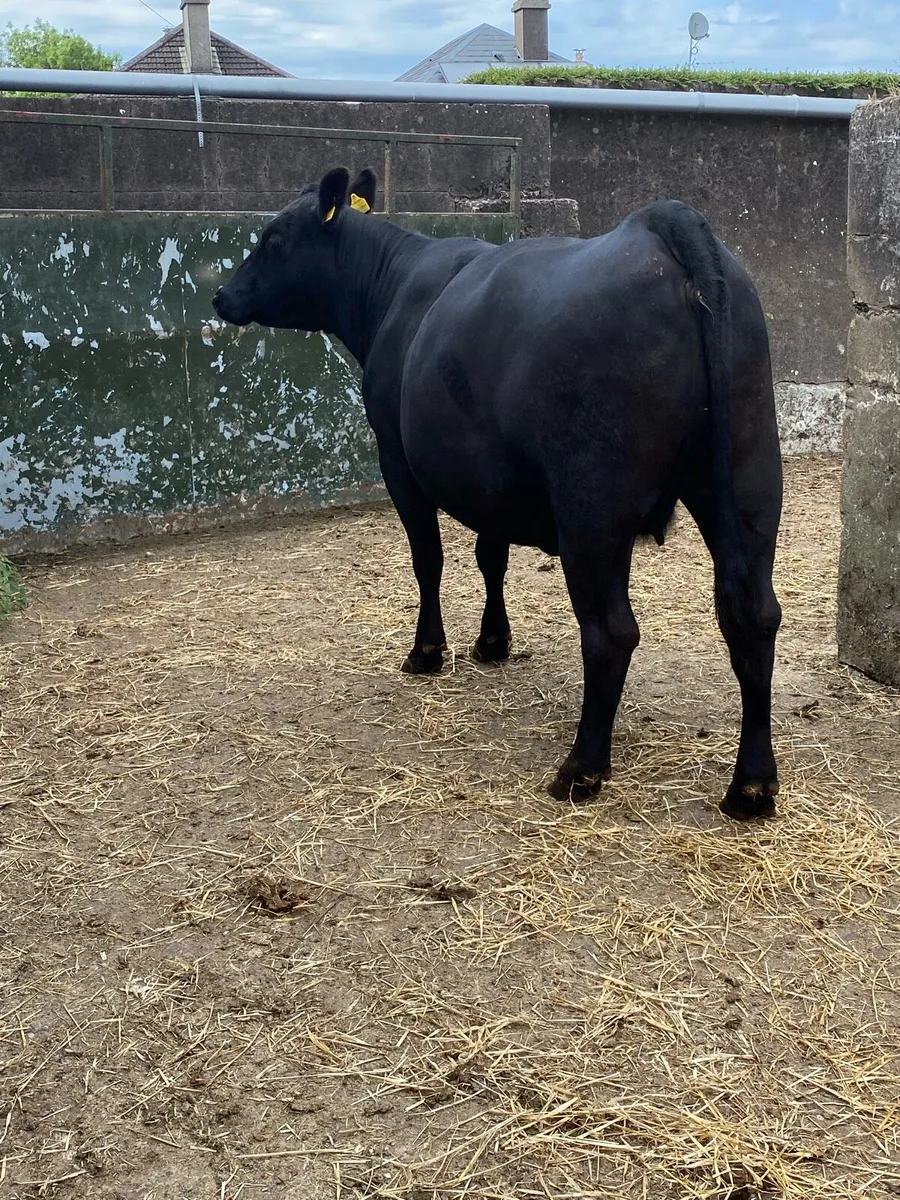 🌟🌟PUREBRED ANGUS COW🌟🌟 - Image 1