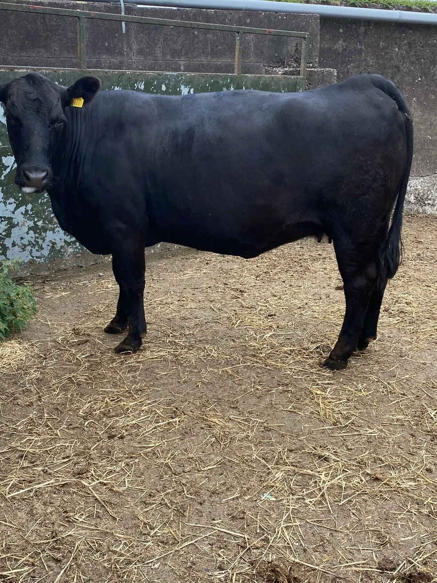 🌟🌟PUREBRED ANGUS COW🌟🌟 - Image 3