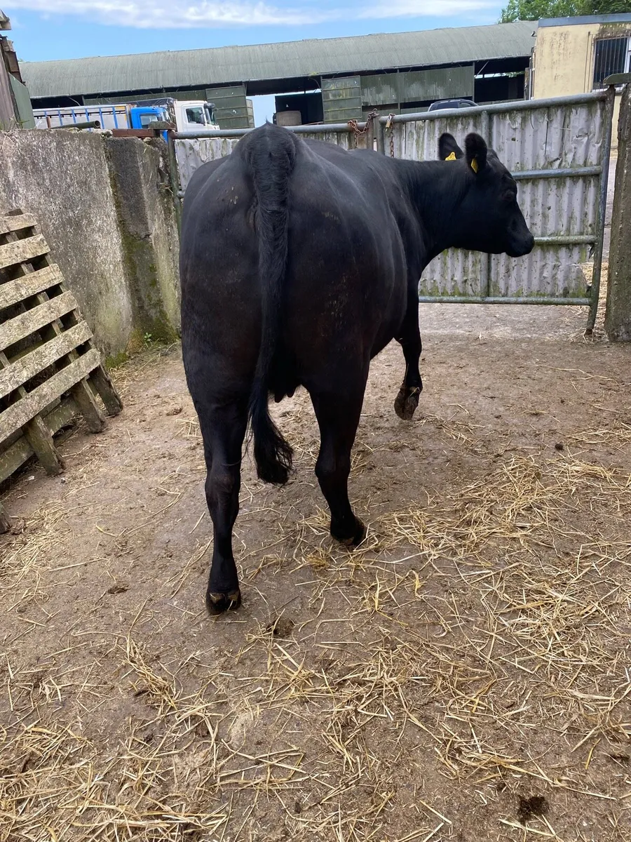 🌟🌟PUREBRED ANGUS COW🌟🌟 - Image 4