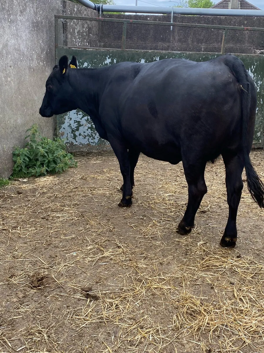 🌟🌟PUREBRED ANGUS COW🌟🌟 - Image 2