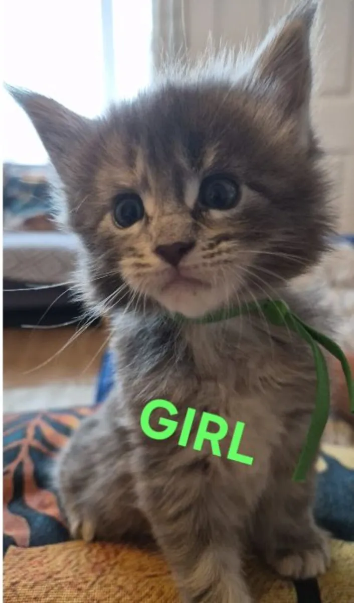 Maine Coon Kittens - Image 3