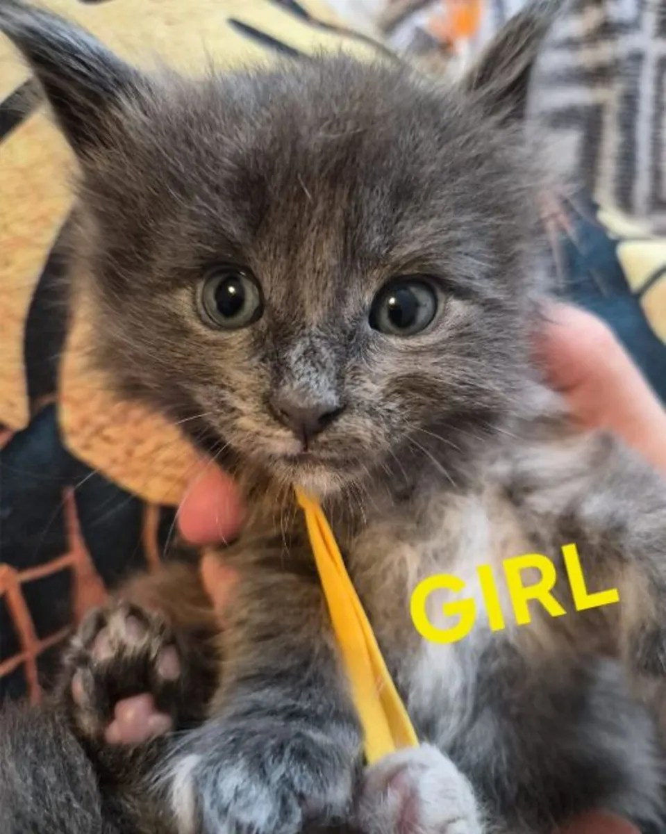 Maine Coon Kittens - Image 2