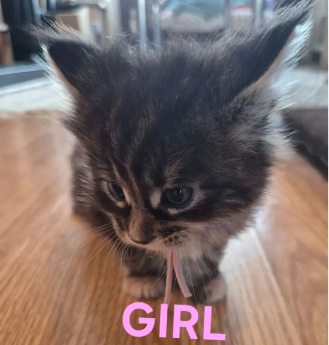 Maine Coon Kittens - Image 4