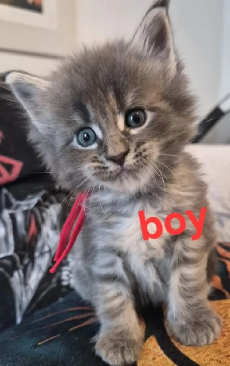 Maine Coon Kittens - Image 1