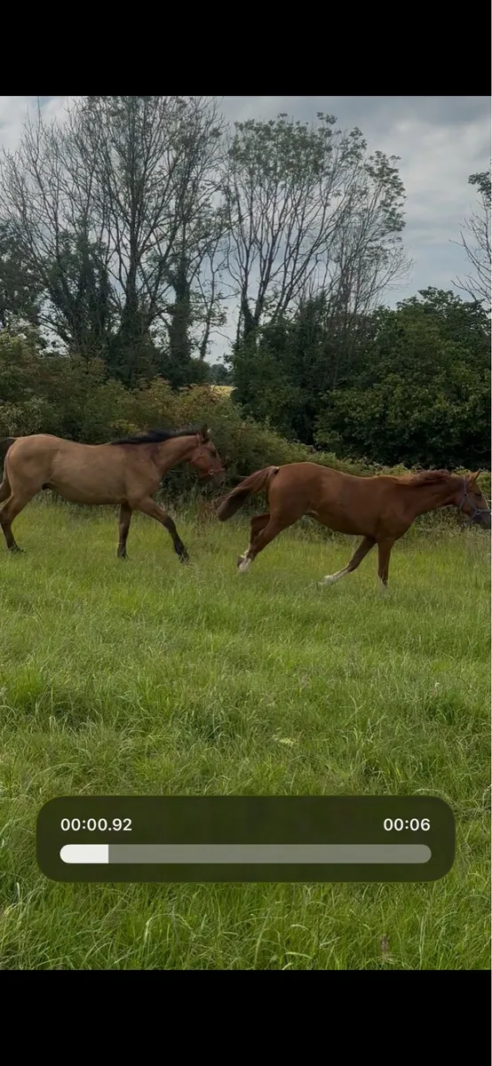 2yo Chesnut Green Book - Image 2