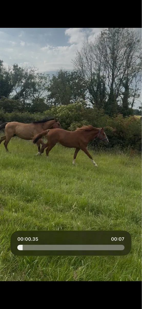 2yo Chesnut Green Book - Image 3