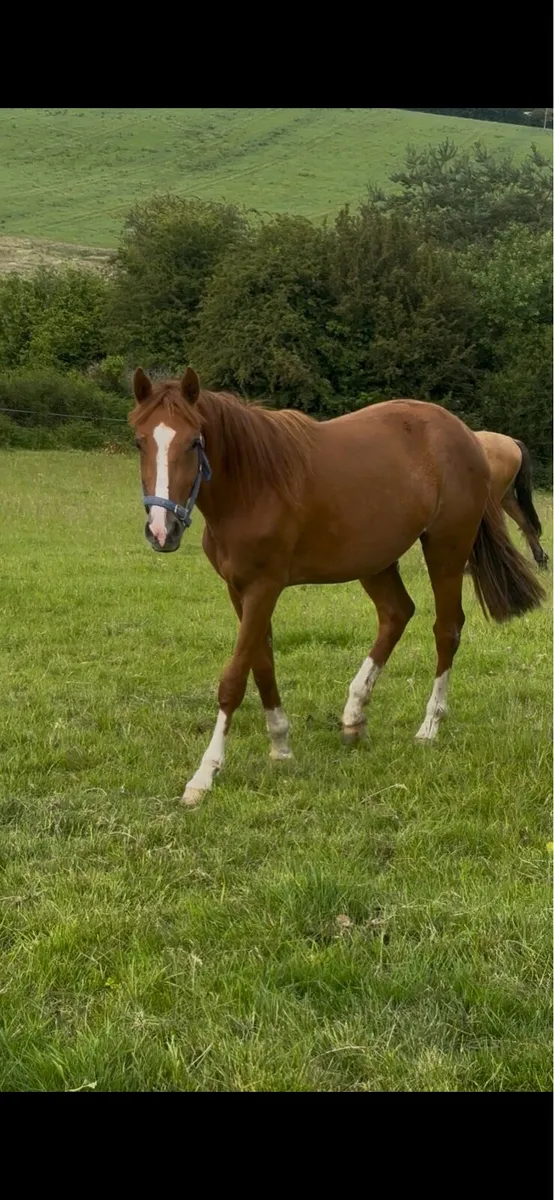 2yo Chesnut Green Book - Image 1