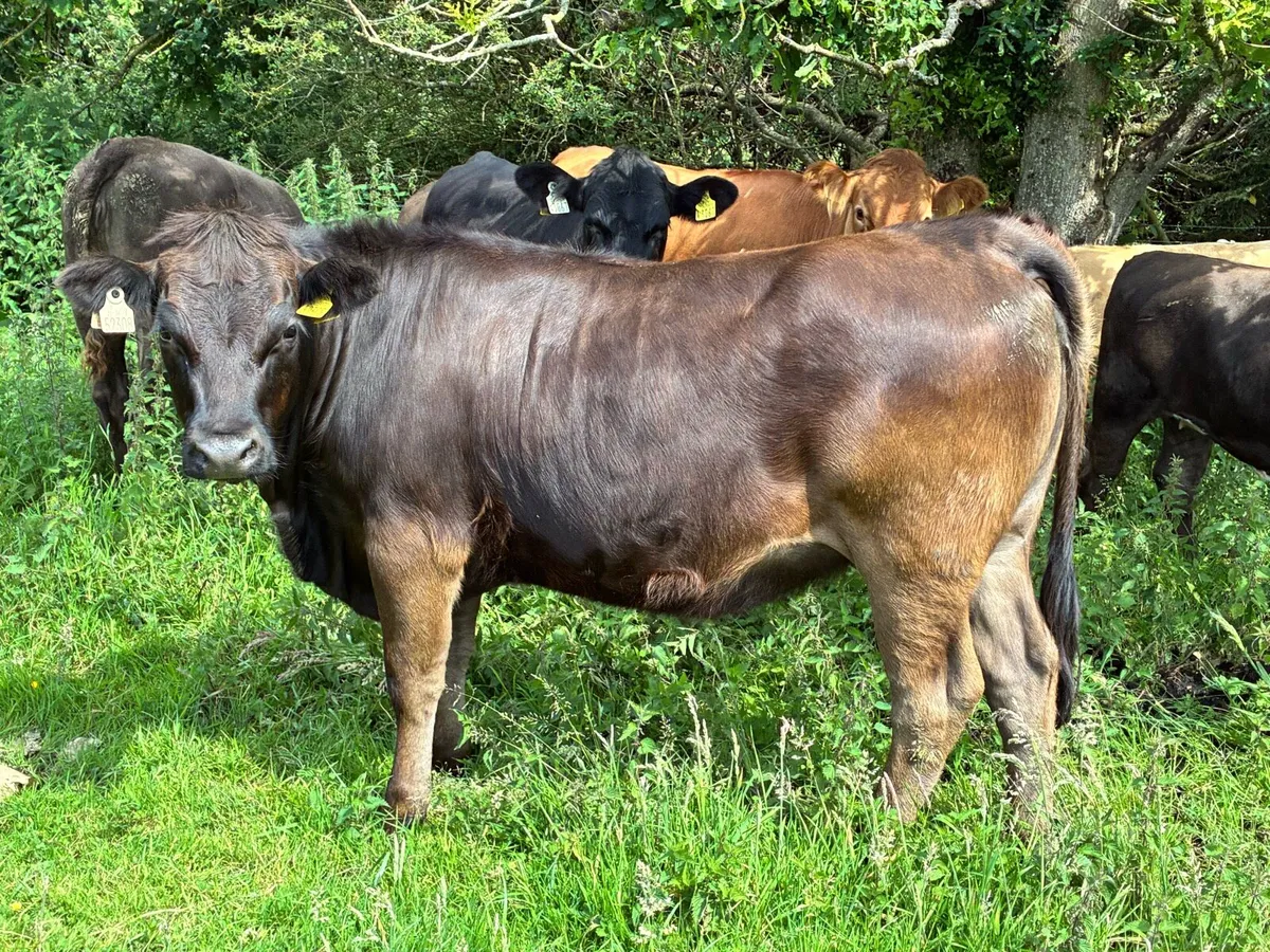 10 store heifers 350 kilos for sale - Image 4