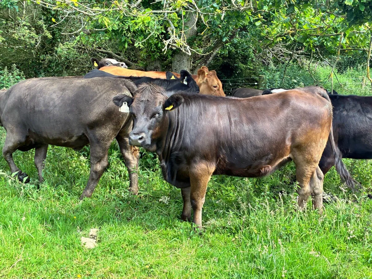 10 store heifers 350 kilos for sale - Image 1