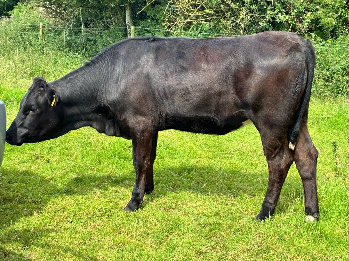 10 store heifers 350 kilos for sale - Image 2