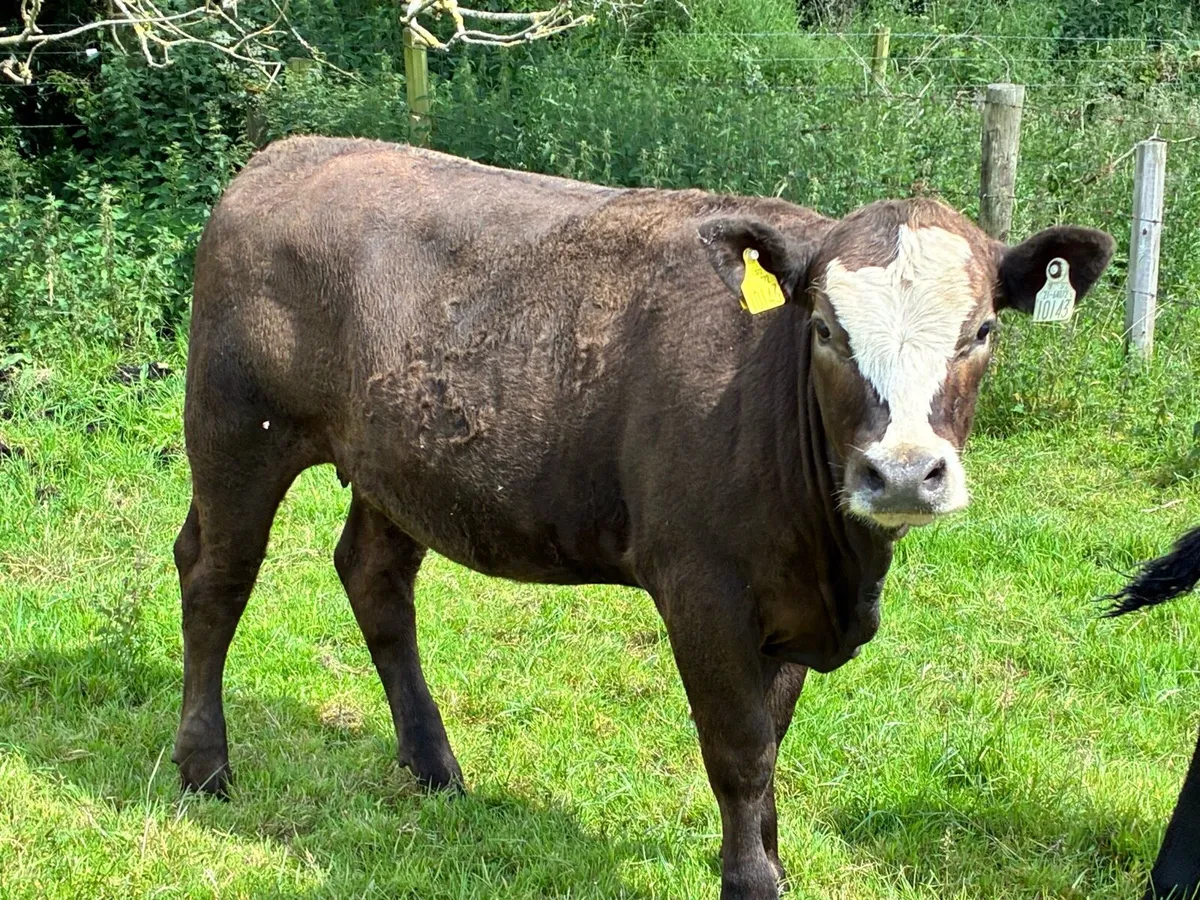 10 store heifers 350 kilos for sale - Image 3
