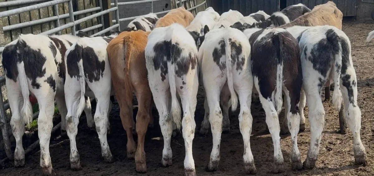 16 quality continental bulls - Image 1