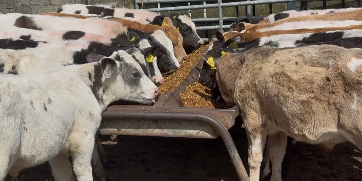 16 quality continental bulls - Image 3