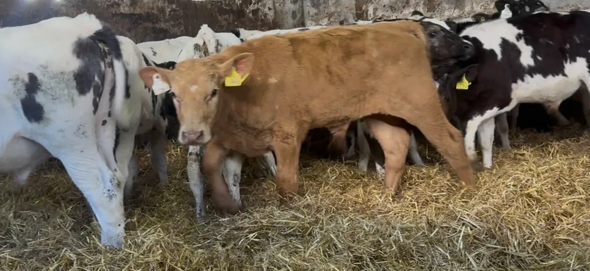 16 quality continental bulls - Image 4