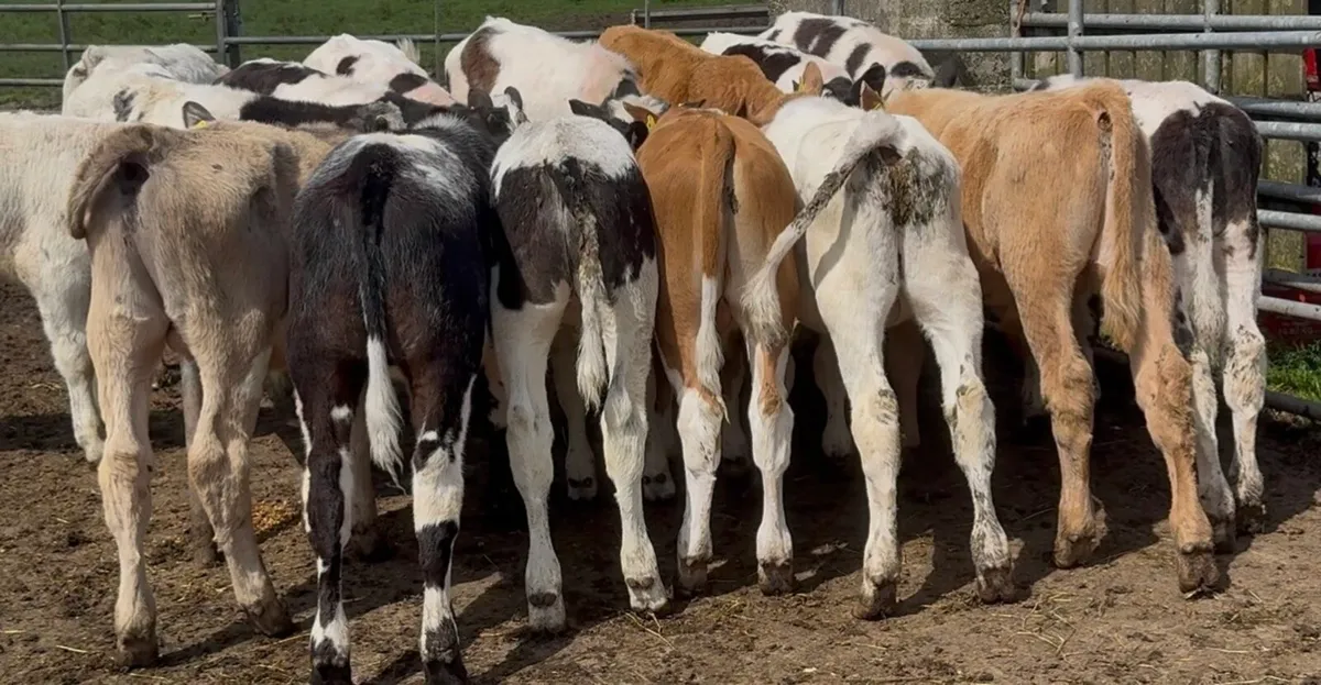 16 quality continental bulls - Image 2