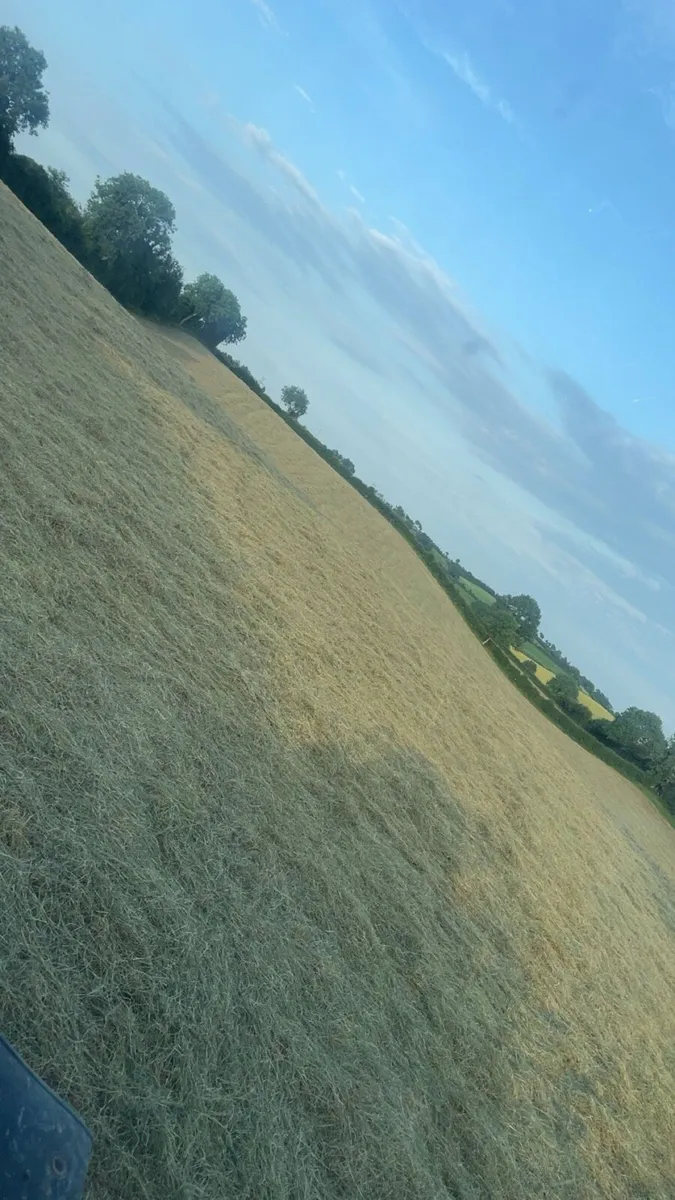 Hay - Image 2
