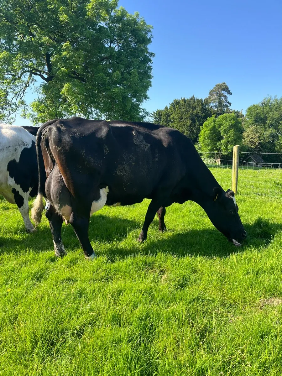 Fleck +British fr type milkers served again by a.i - Image 4