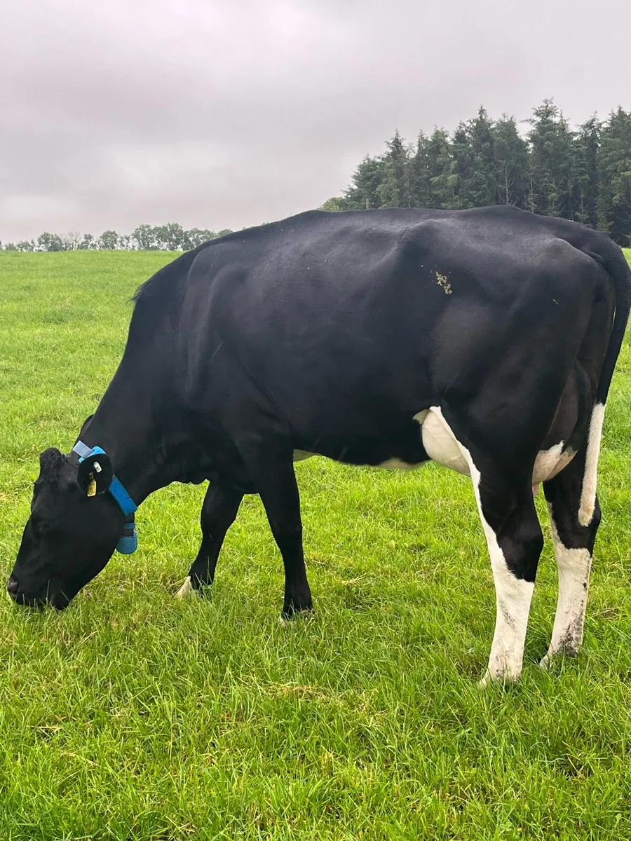 Fleck +British fr type milkers served again by a.i - Image 1