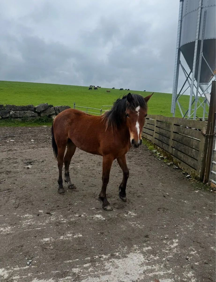 2 geldings for sale - Image 1