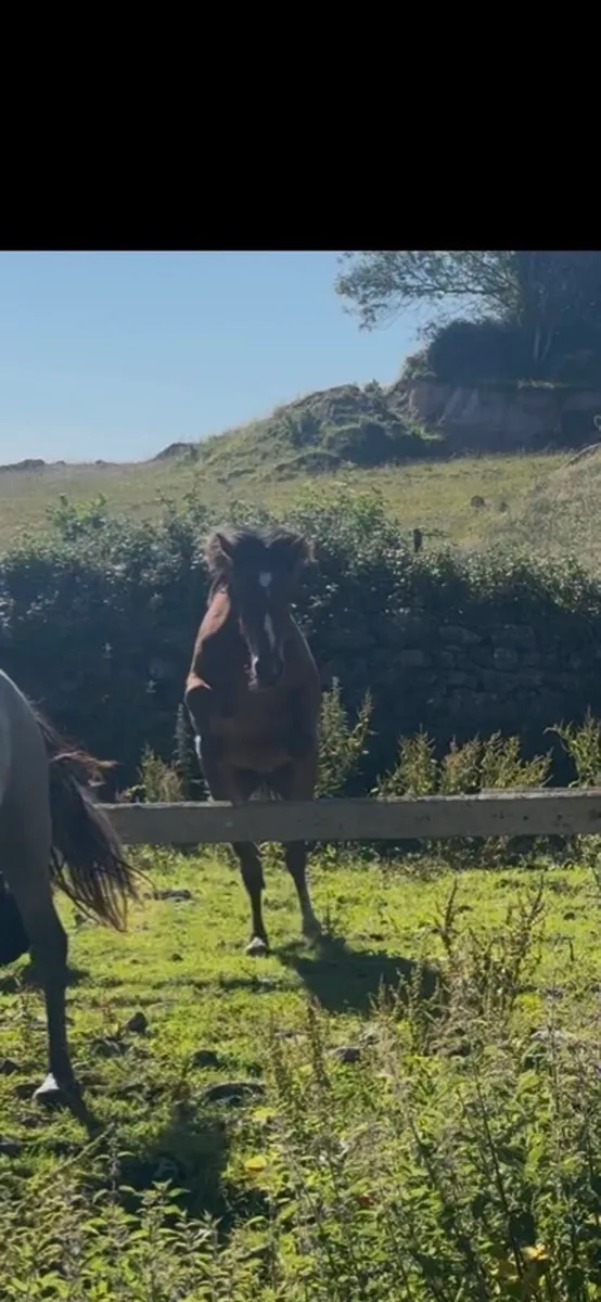 2 geldings for sale - Image 2