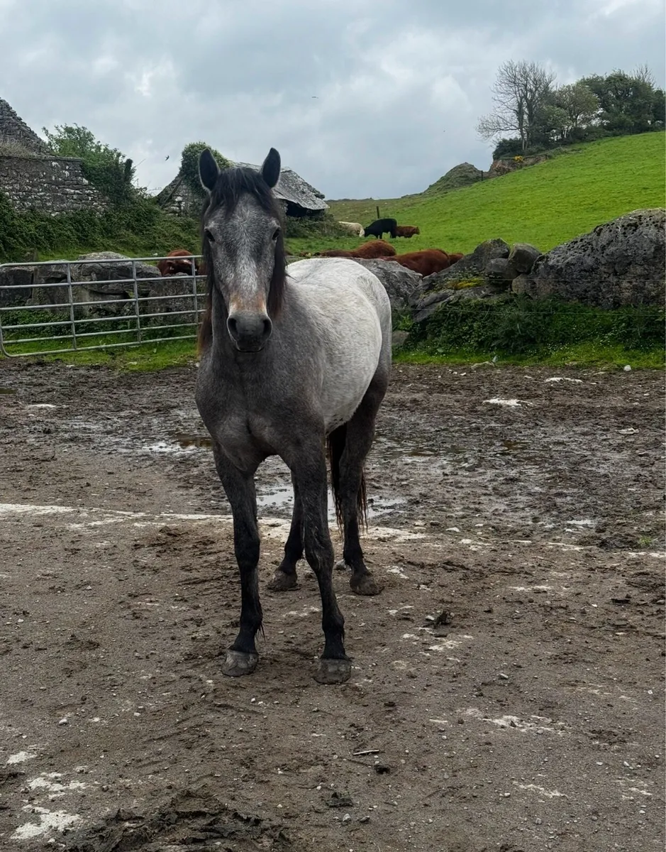 2 geldings for sale - Image 3