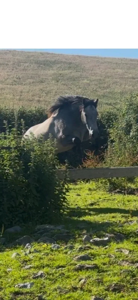 2 geldings for sale - Image 4