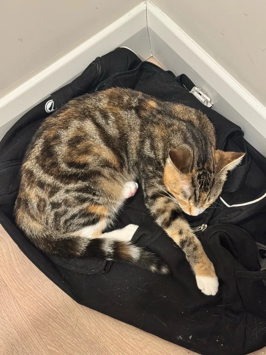 Peaceful Cat in Dublin for Adoption - Image 3