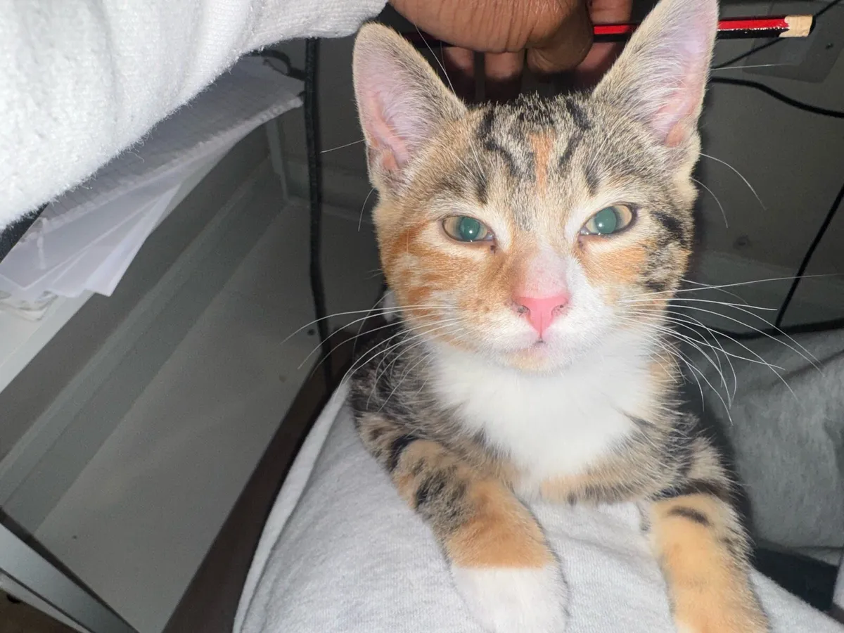 Peaceful Cat in Dublin for Adoption - Image 1